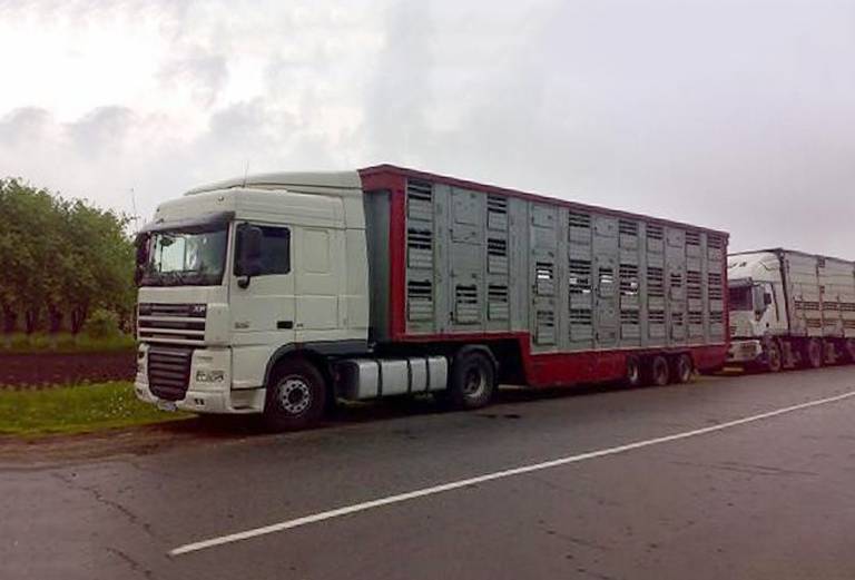 Аренда скотовоза для крупного рогатого скота 40 из Краснодара в Крыма